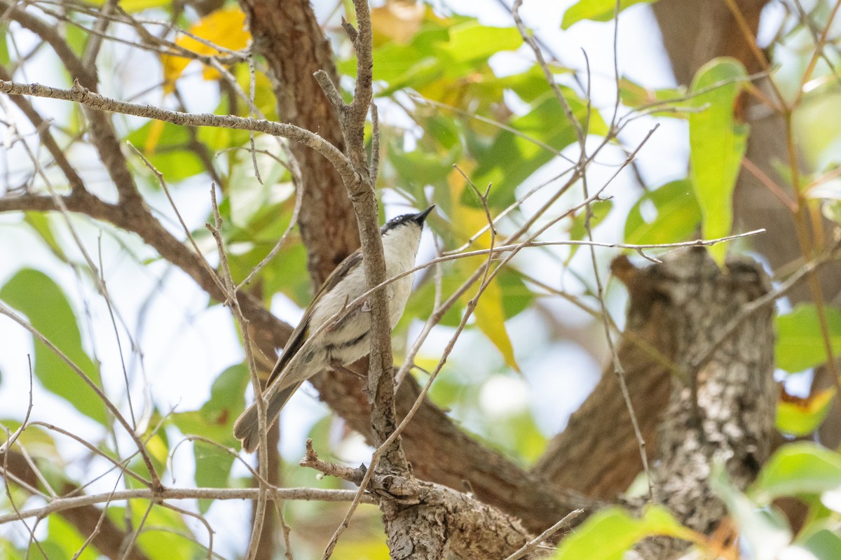 Mielero Nuquiblanco Occidental - ML652213837
