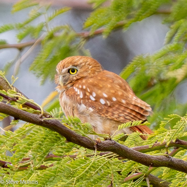 Ferruginous Pygmy-Owl - ML652213838
