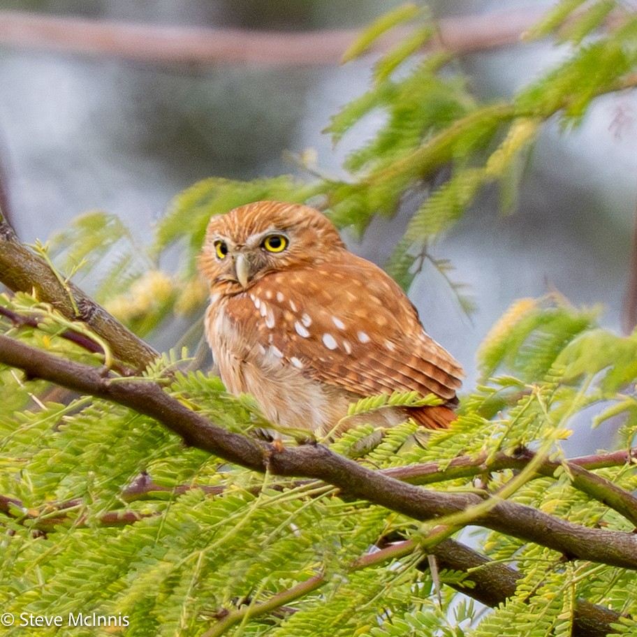 Ferruginous Pygmy-Owl - ML652213839