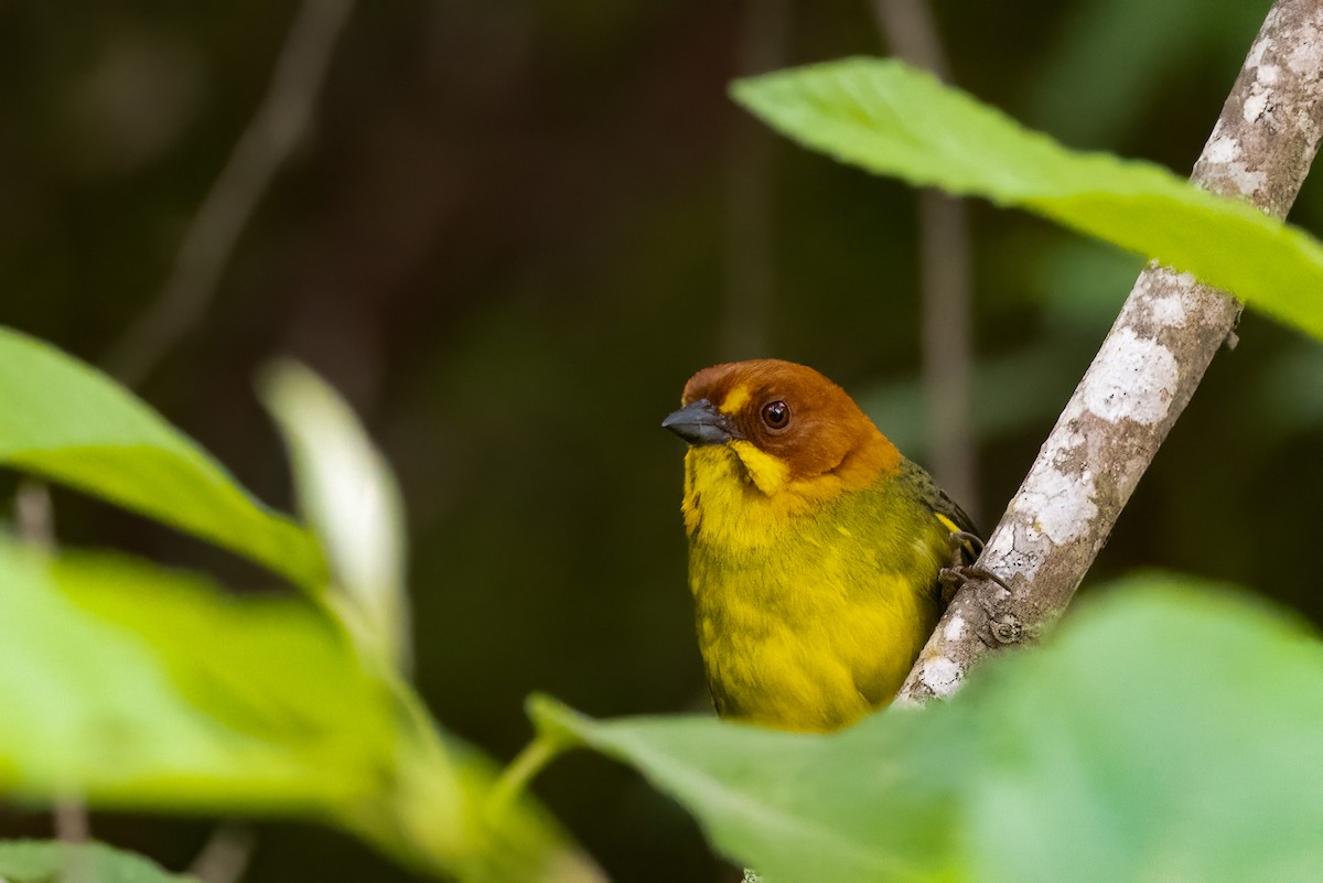 Fulvous-headed Brushfinch - ML652213850