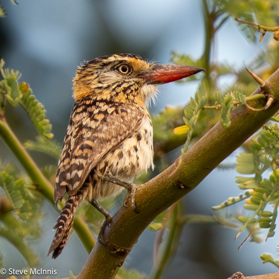 Spot-backed Puffbird - ML652213860