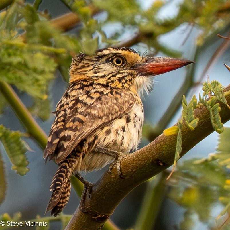 Spot-backed Puffbird - ML652213861