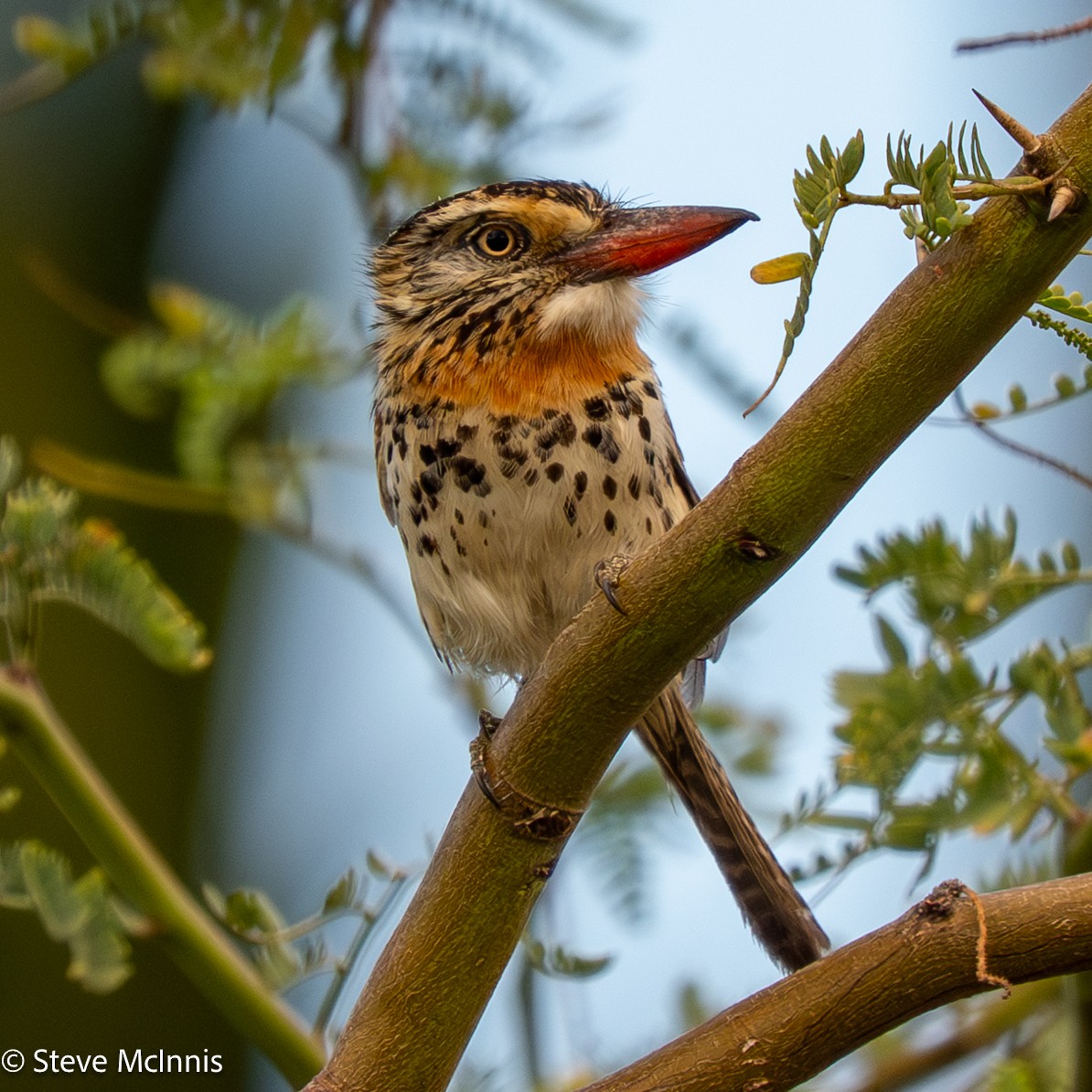 Spot-backed Puffbird - ML652213862