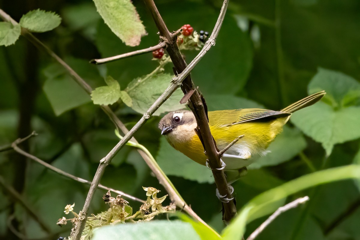 Common Chlorospingus - ML652213863