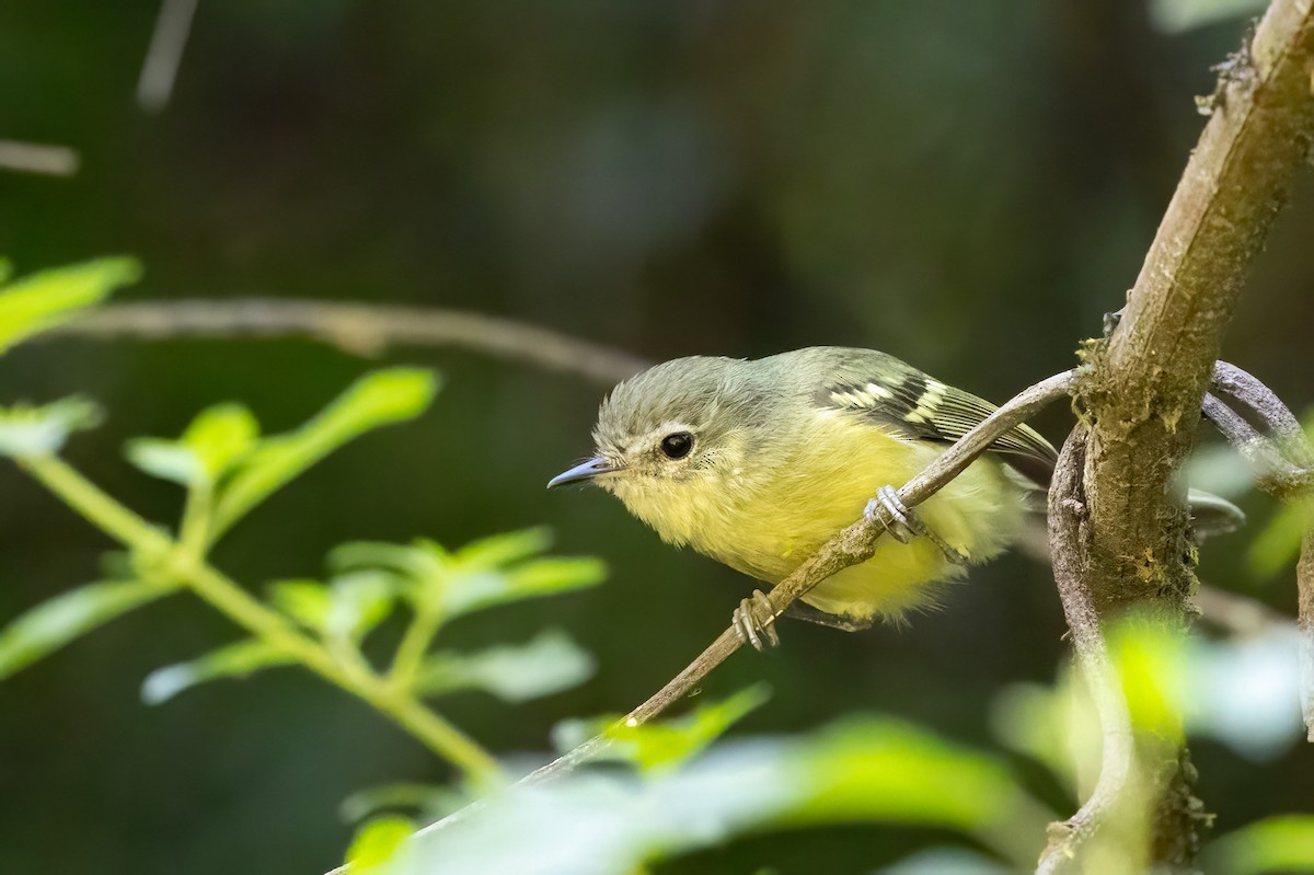 Buff-banded Tyrannulet - ML652213875