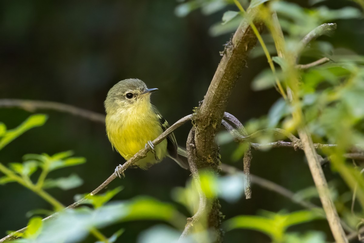 Buff-banded Tyrannulet - ML652213889