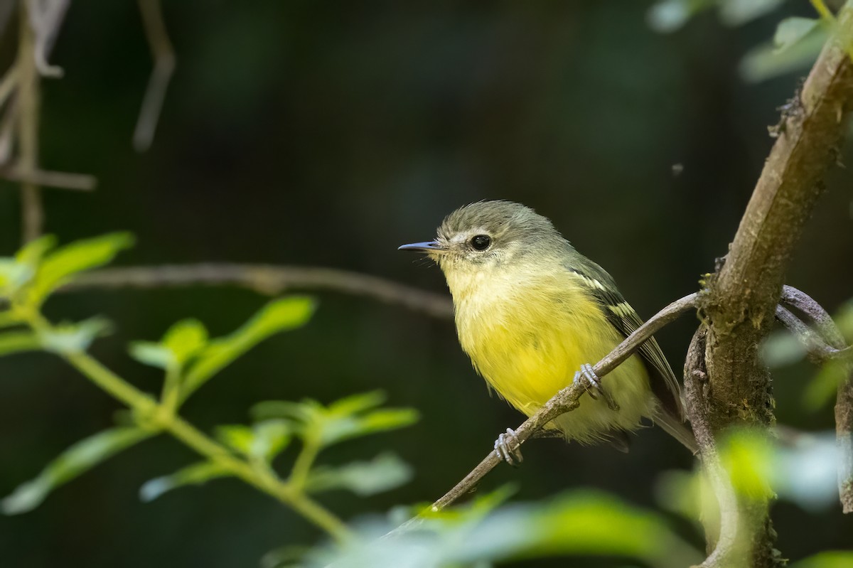 Buff-banded Tyrannulet - ML652213894