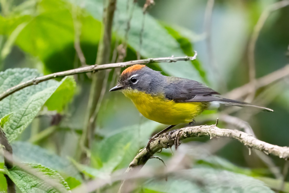 Brown-capped Redstart - ML652213913