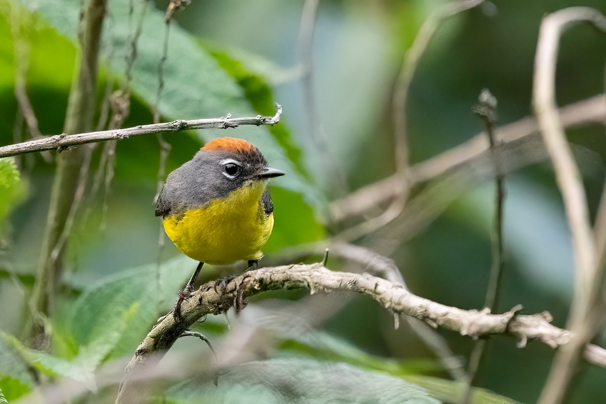 Brown-capped Redstart - ML652213922