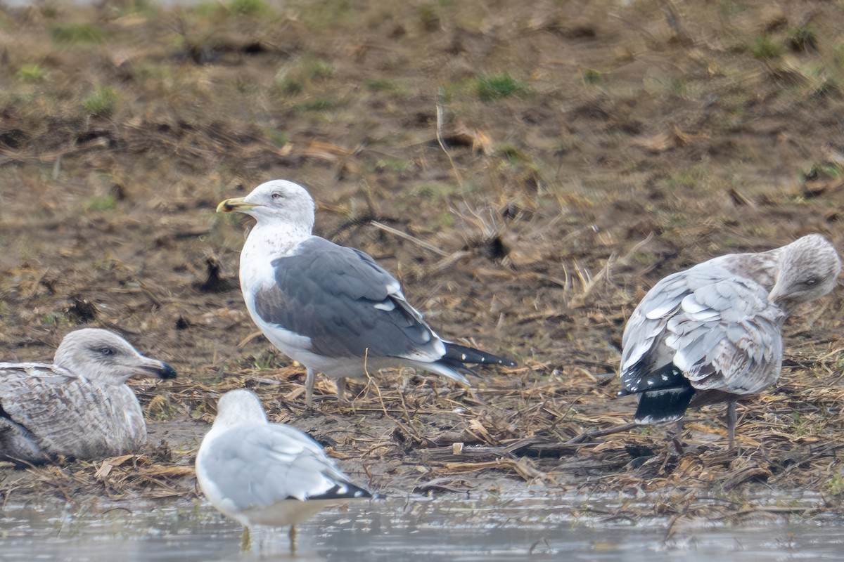 ニシセグロカモメ - ML652213953