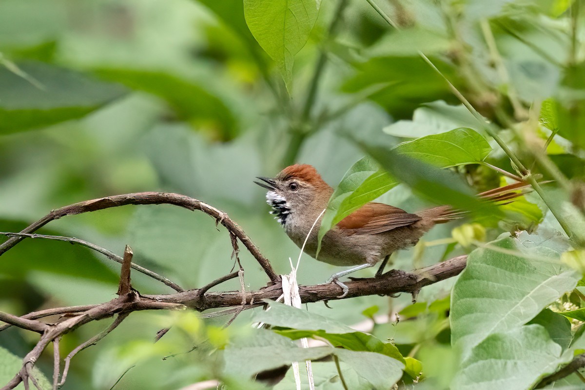 Azara's Spinetail - ML652213967