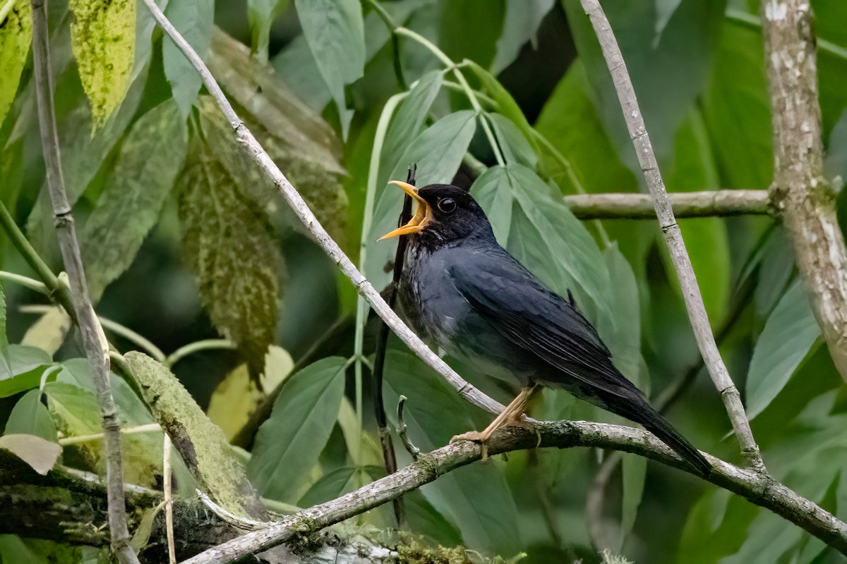 Andean Slaty Thrush - ML652213985