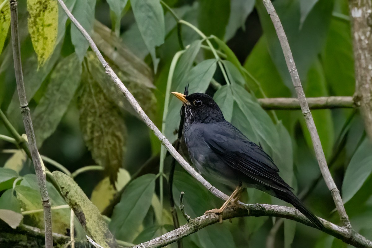 Andean Slaty Thrush - ML652213992