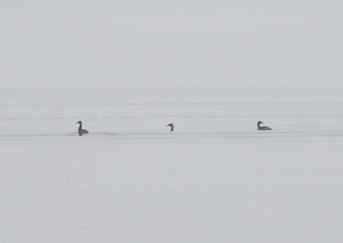 טבלן אפור-לחיים - ML652214030