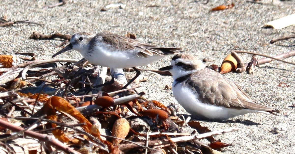 Alaska Kumkuşu - ML652214151