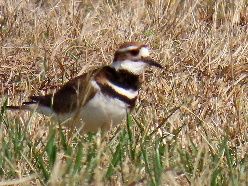 Killdeer - ML652214230