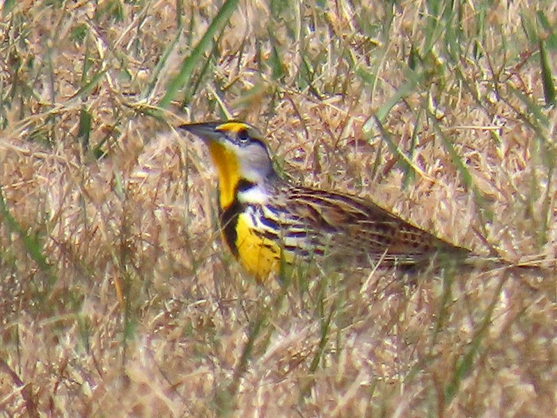 Eastern Meadowlark - ML652214267