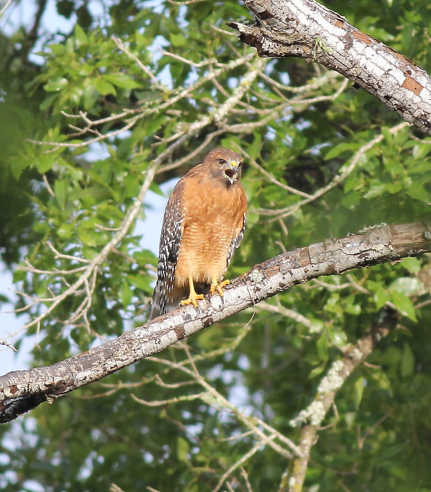 Red-shouldered Hawk - Jason Leifester