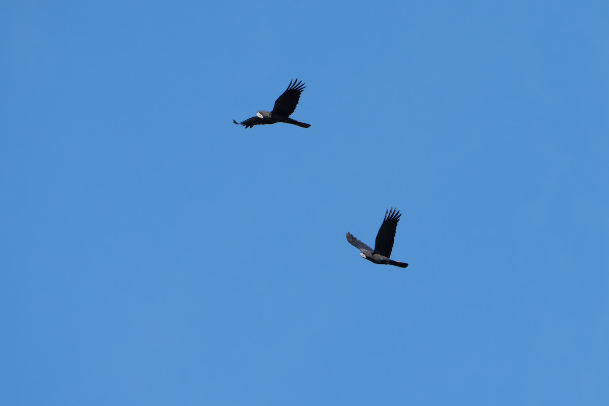 Cacatúa Colirroja - ML652214525