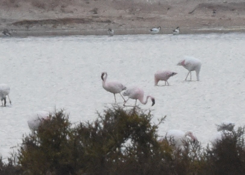 Lesser Flamingo - ML652214562