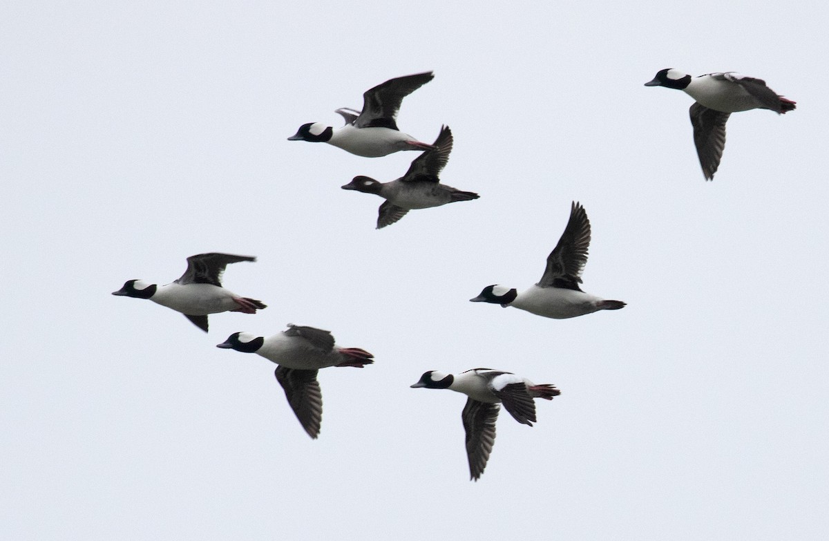 עבראש לבנוני - ML652214983