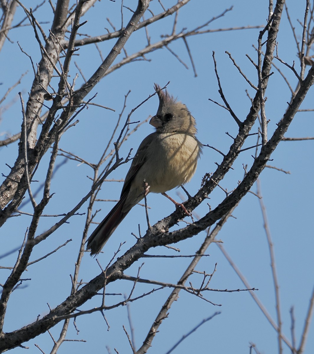 Pyrrhuloxia - ML652214999