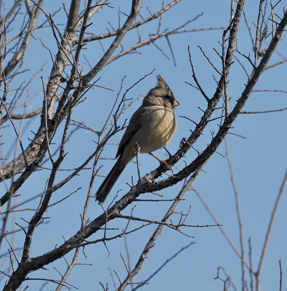 Pyrrhuloxia - ML652215003
