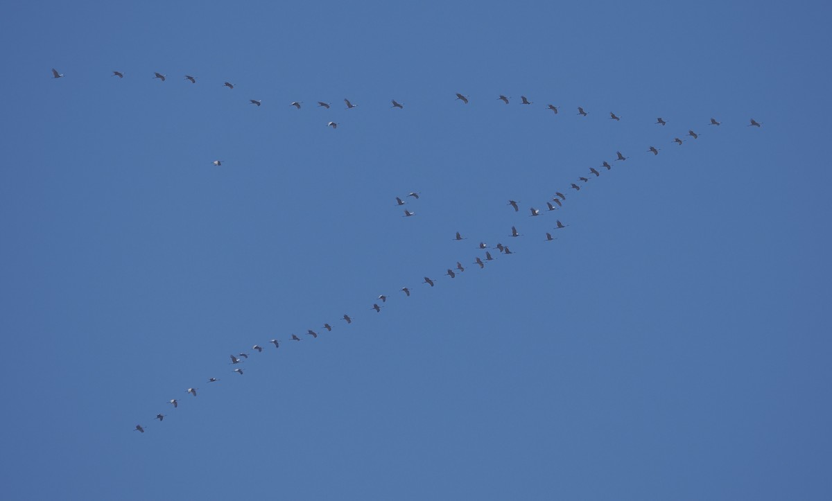 jeřáb kanadský - ML652215062