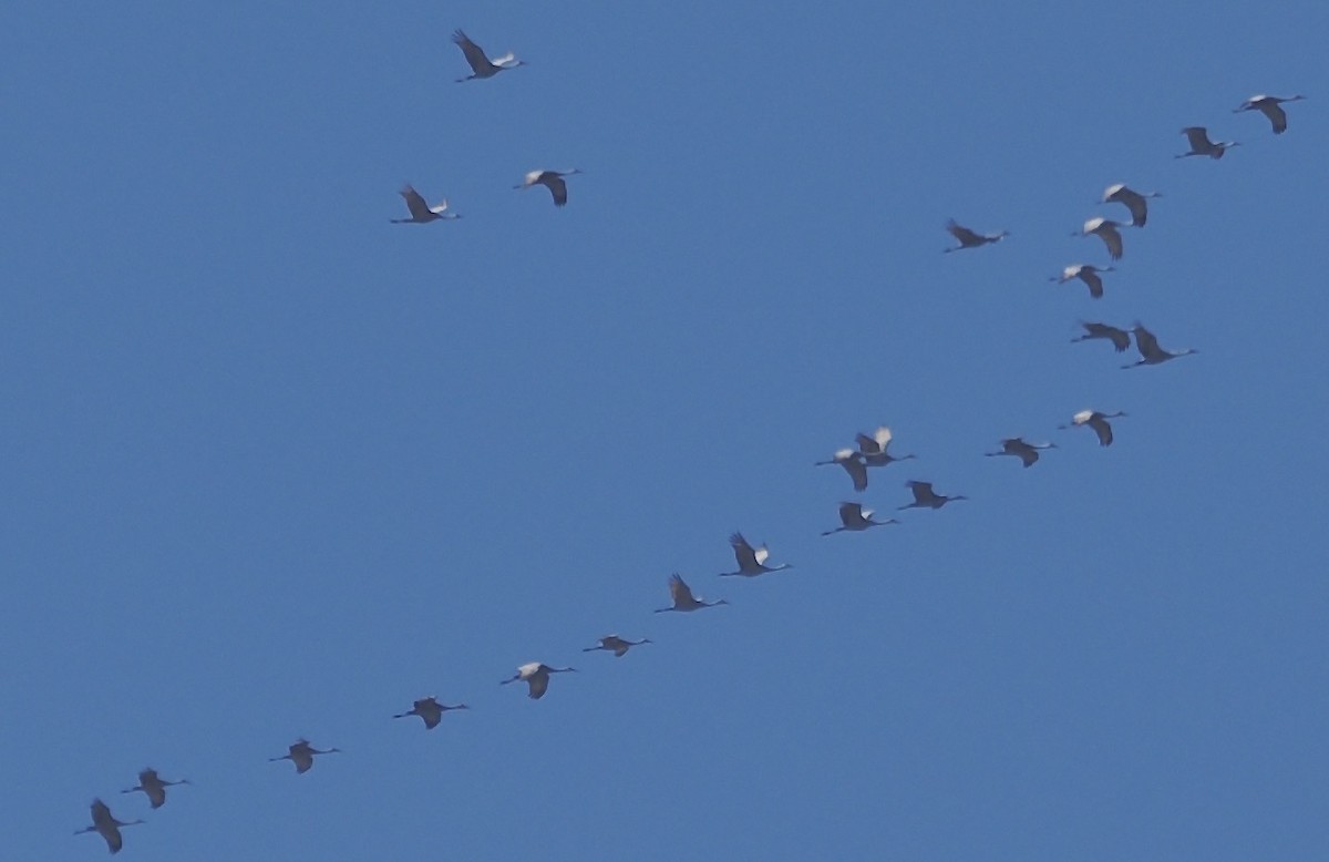 jeřáb kanadský - ML652215069