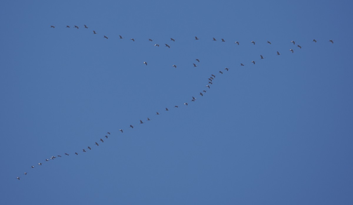 jeřáb kanadský - ML652215074