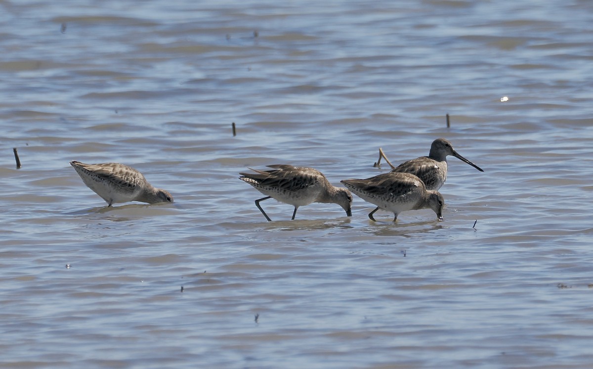 slukovec dlouhozobý - ML652215225