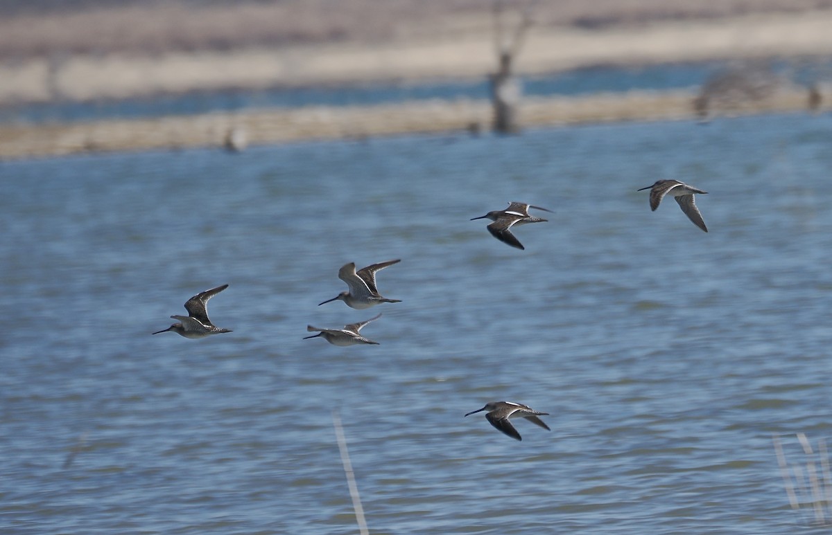 slukovec dlouhozobý - ML652215233