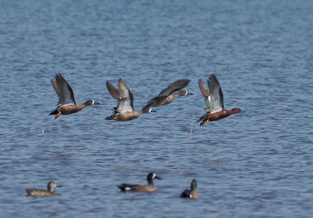 čírka skořicová - ML652215315