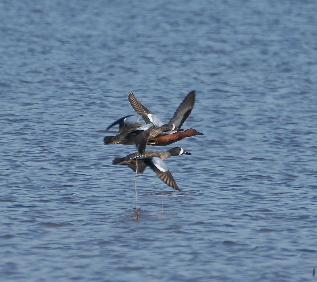 čírka skořicová - ML652215319