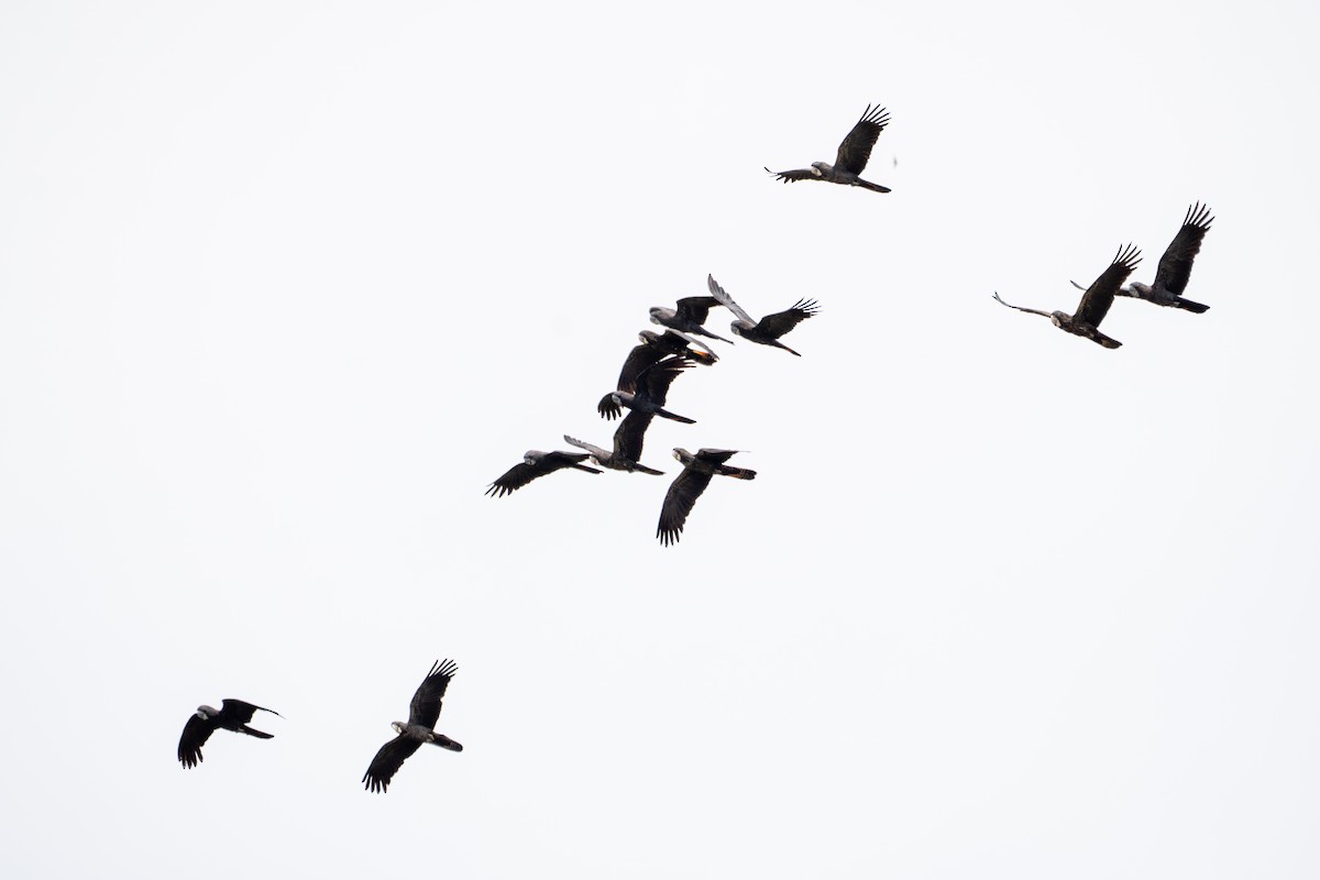 Cacatúa Colirroja - ML652215452