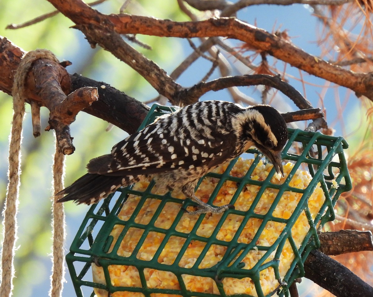 Ladder-backed Woodpecker - ML652215461