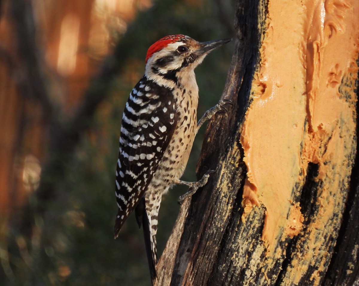 Ladder-backed Woodpecker - ML652215462