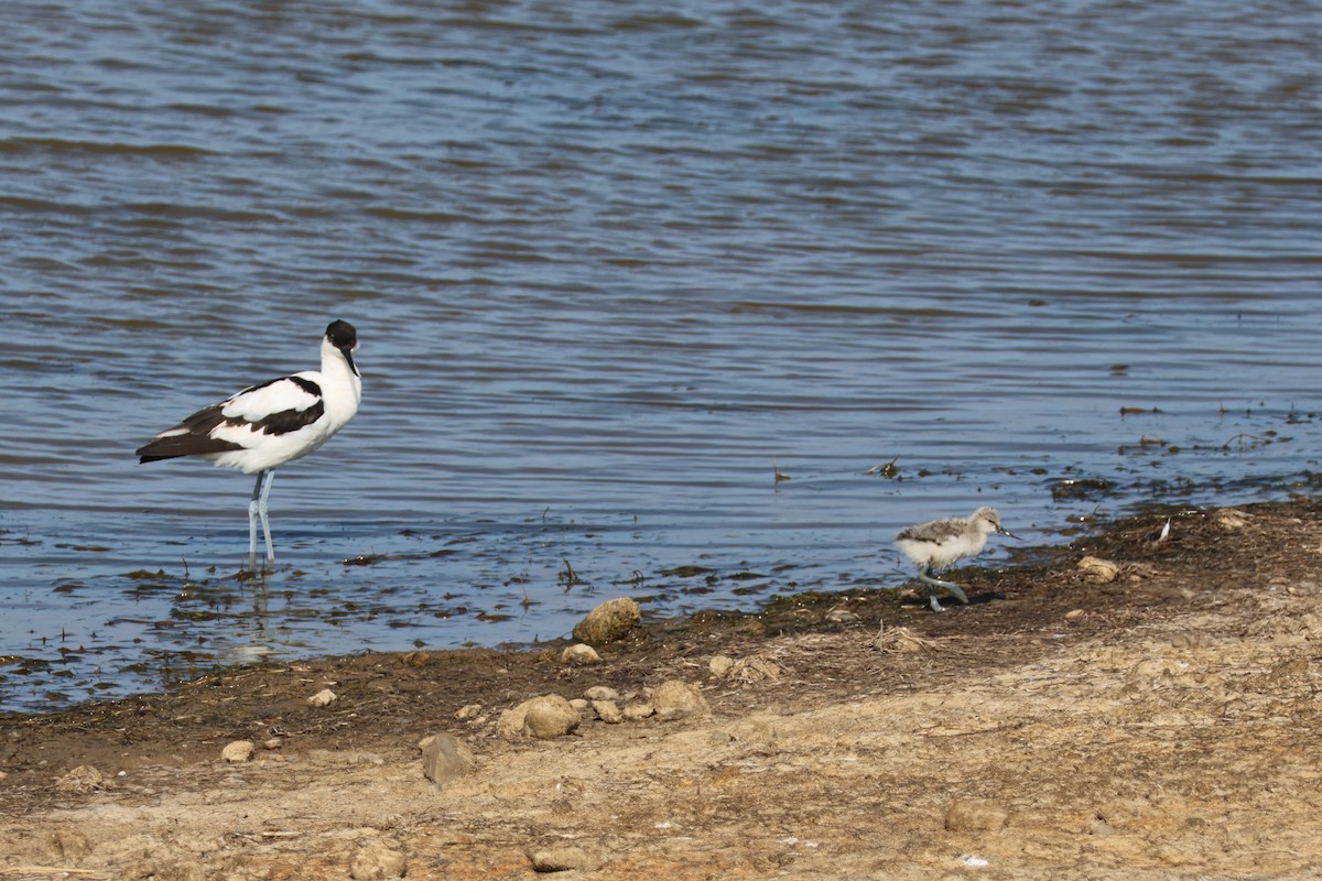 Шилоклювка - ML652215531