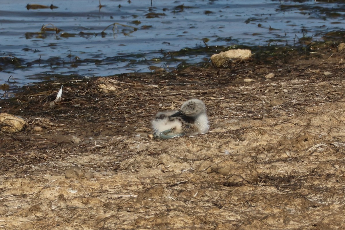 Шилоклювка - ML652215588