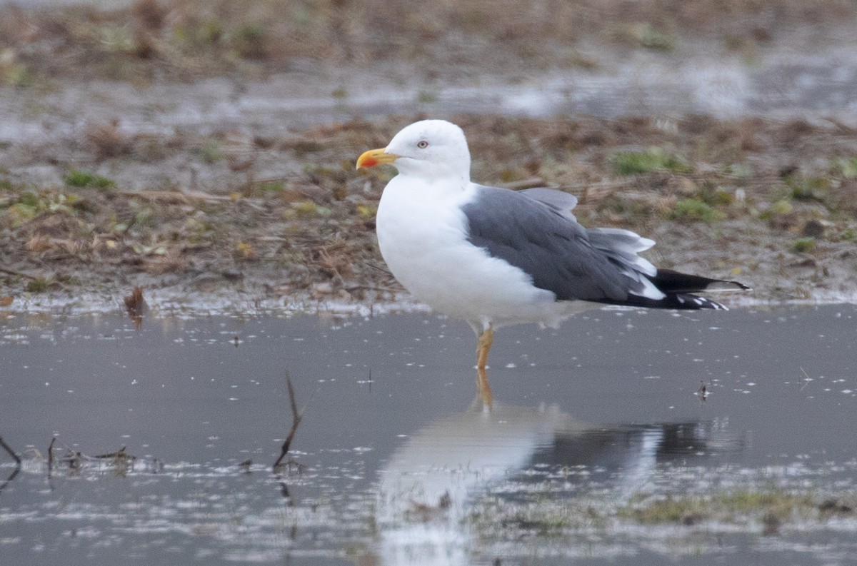 שחף שחור - ML652215719