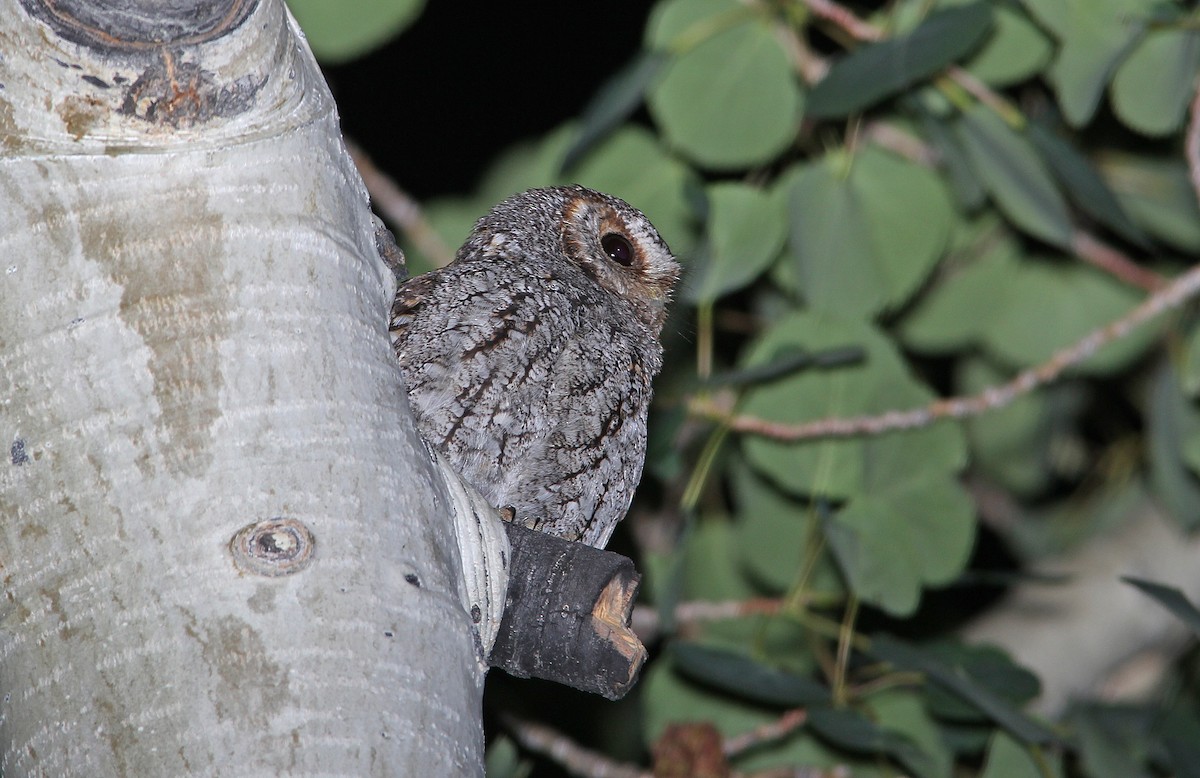 Flammulated Owl - ML652215866