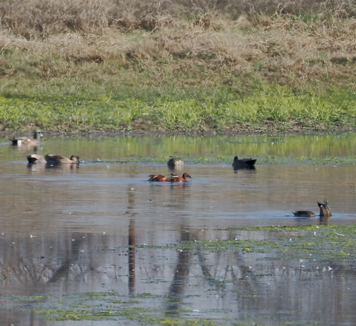 čírka skořicová - ML652215868