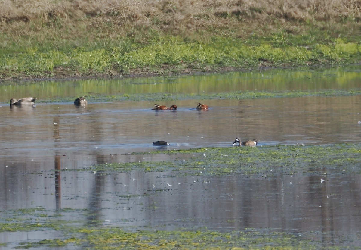 čírka skořicová - ML652215888