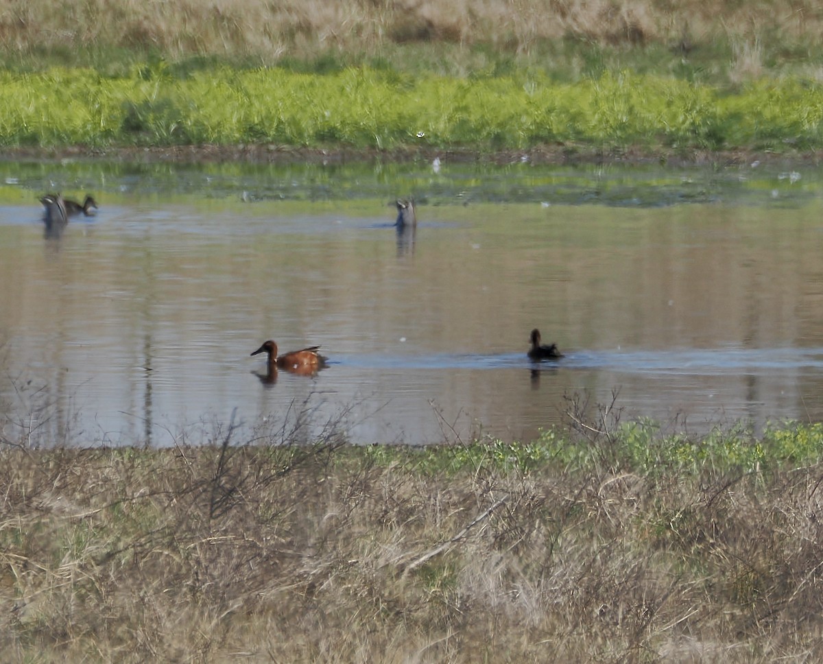 čírka skořicová - ML652215893