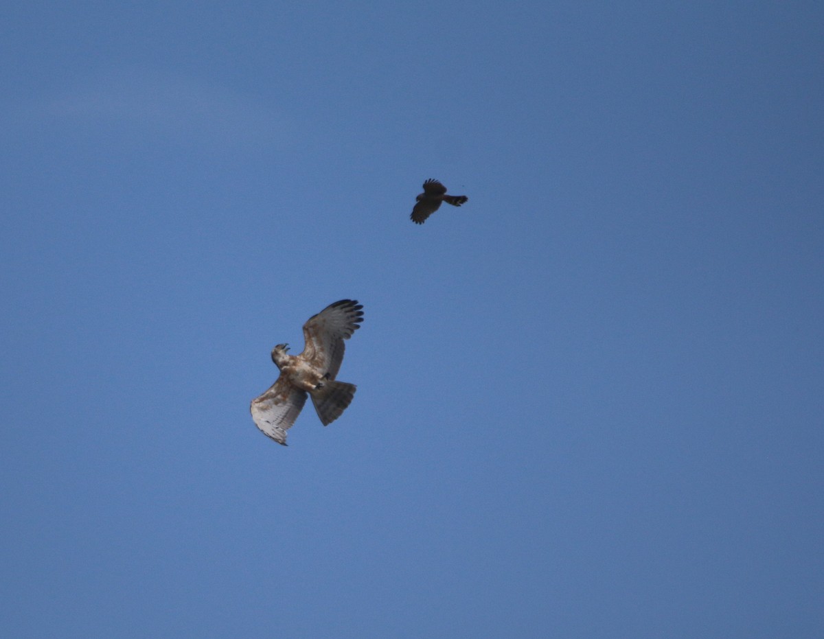 Ovambo Sparrowhawk - ML652216107