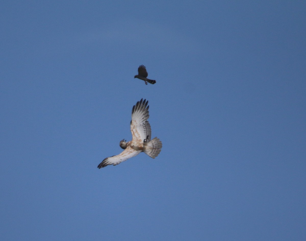 Ovambo Sparrowhawk - ML652216108