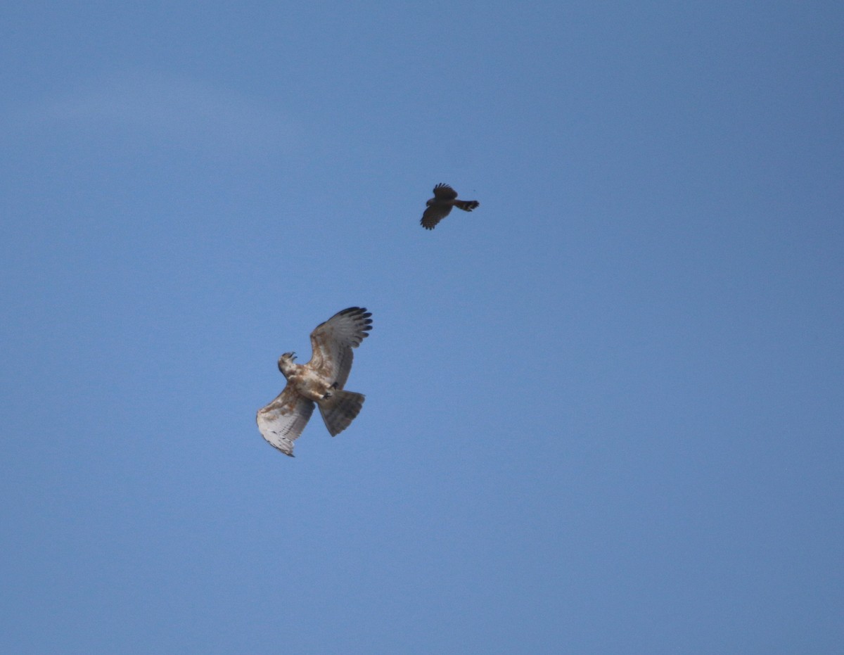 Ovambo Sparrowhawk - ML652216110