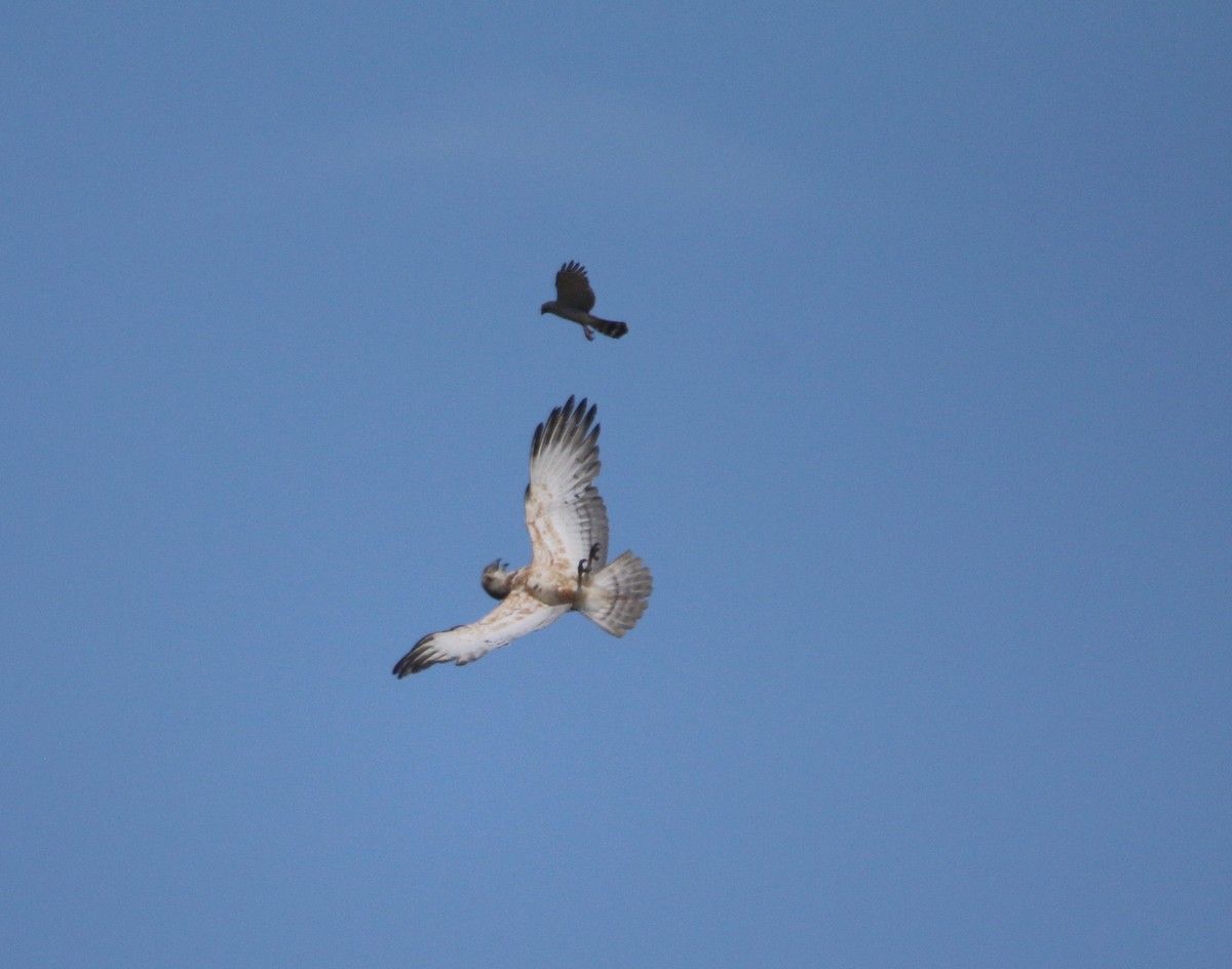 Ovambo Sparrowhawk - ML652216111