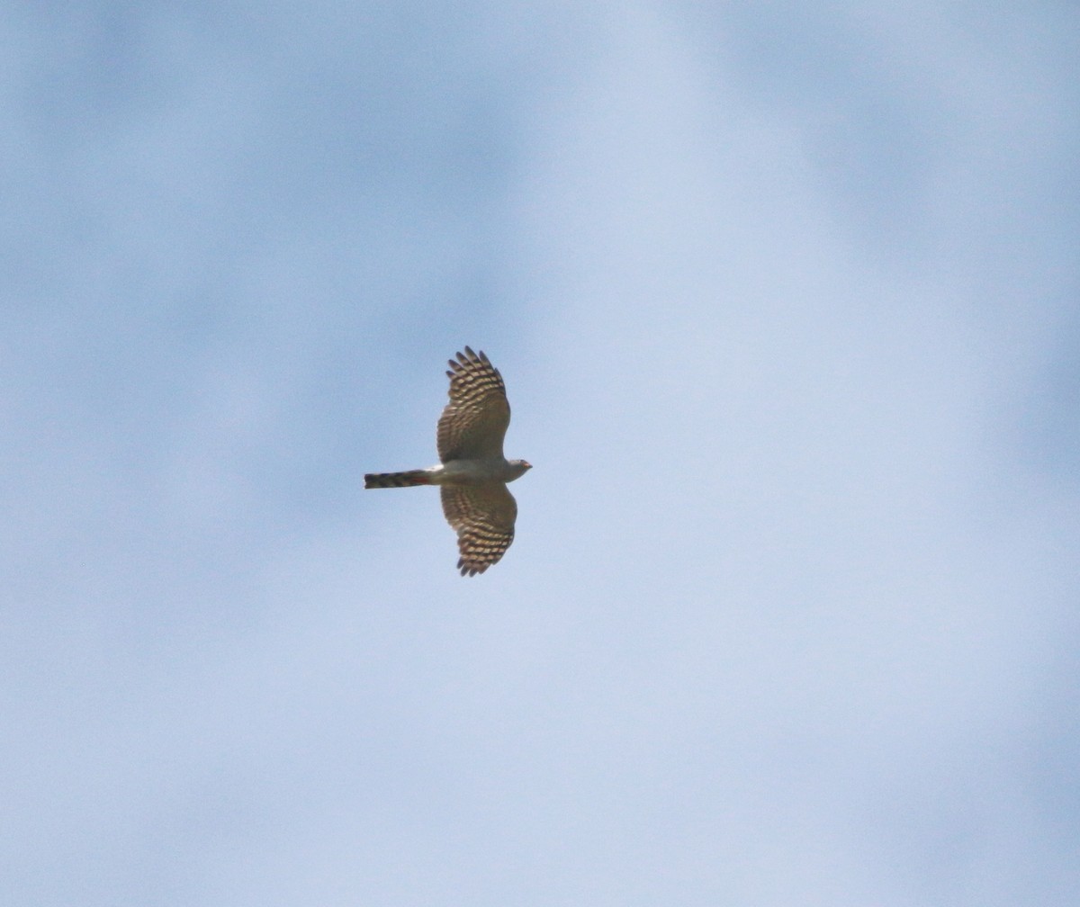 Ovambo Sparrowhawk - ML652216112