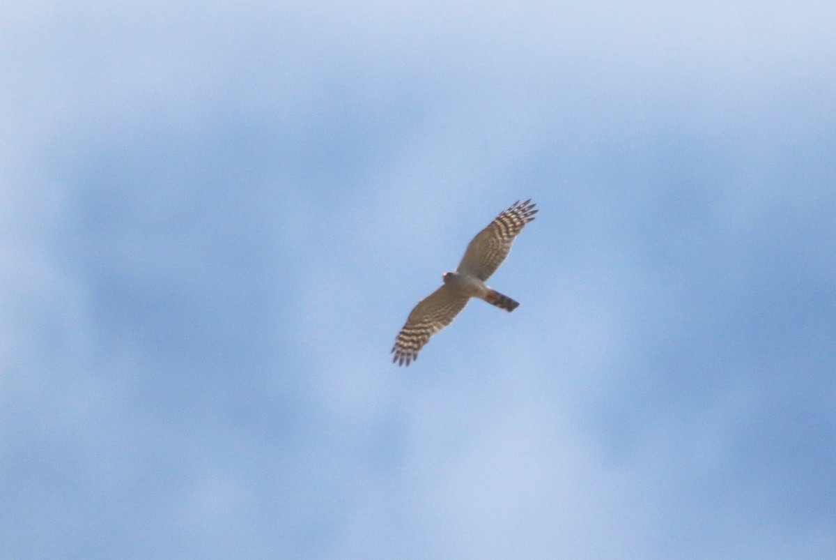 Ovambo Sparrowhawk - ML652216113